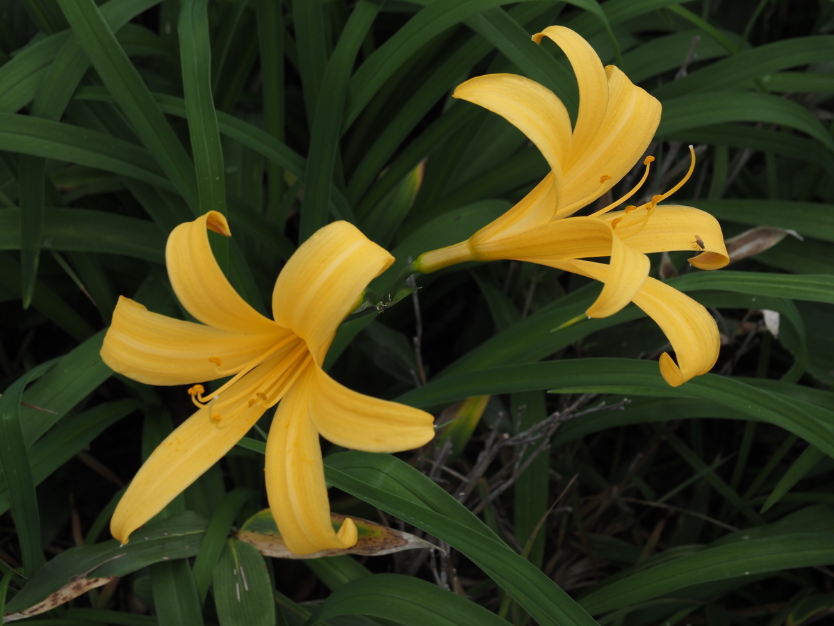 f:id:pft78526:20200804200326j:plain