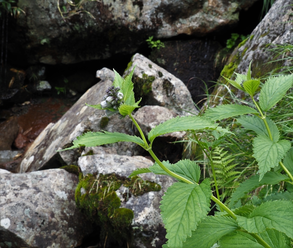 f:id:pft78526:20200804202332j:plain f:id:pft78526:20200804202332j:plain