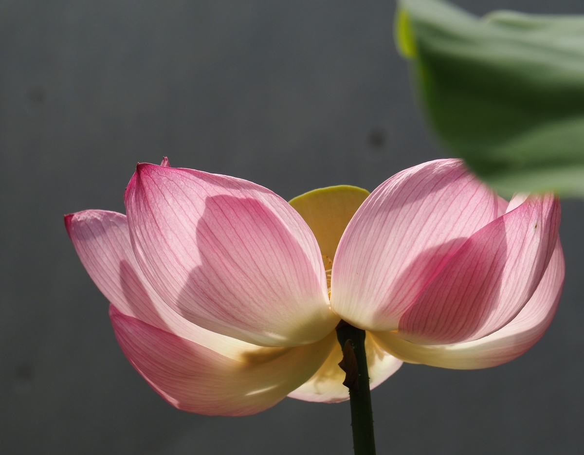f:id:pft78526:20200805161729j:plain