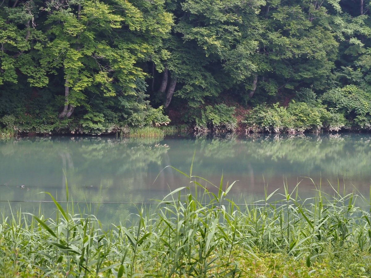 f:id:pft78526:20200807113115j:plain
