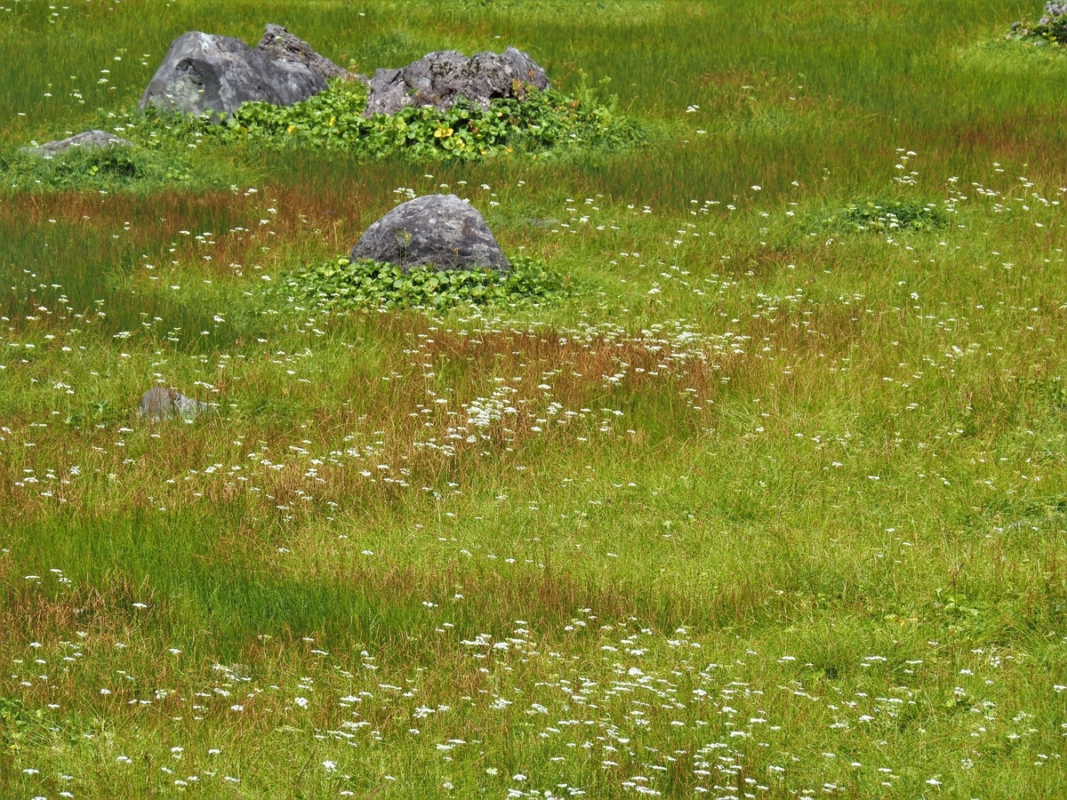 f:id:pft78526:20200822072652j:plain f:id:pft78526:20200822072652j:plain