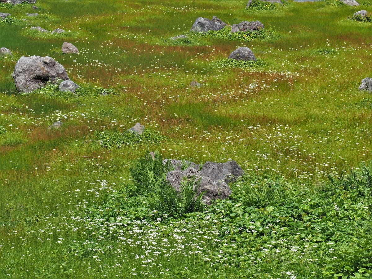 f:id:pft78526:20200822072822j:plain f:id:pft78526:20200822072822j:plain