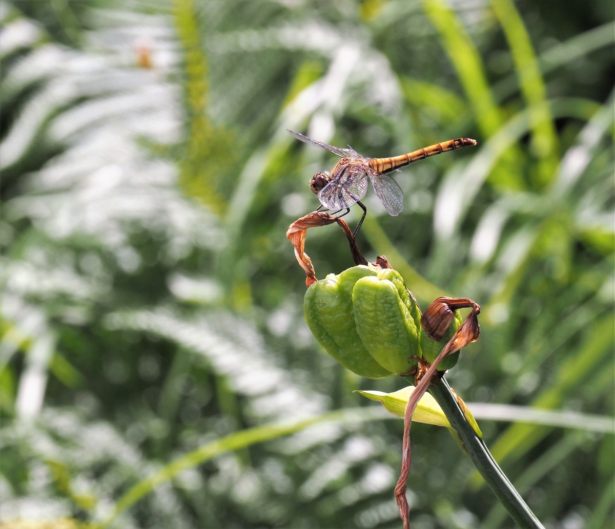 f:id:pft78526:20200828114501j:plain