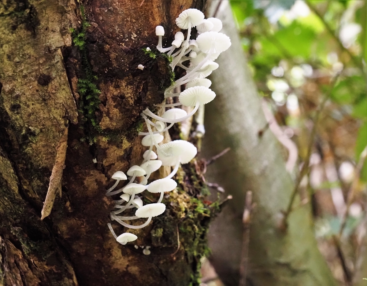 f:id:pft78526:20200919195130j:plain