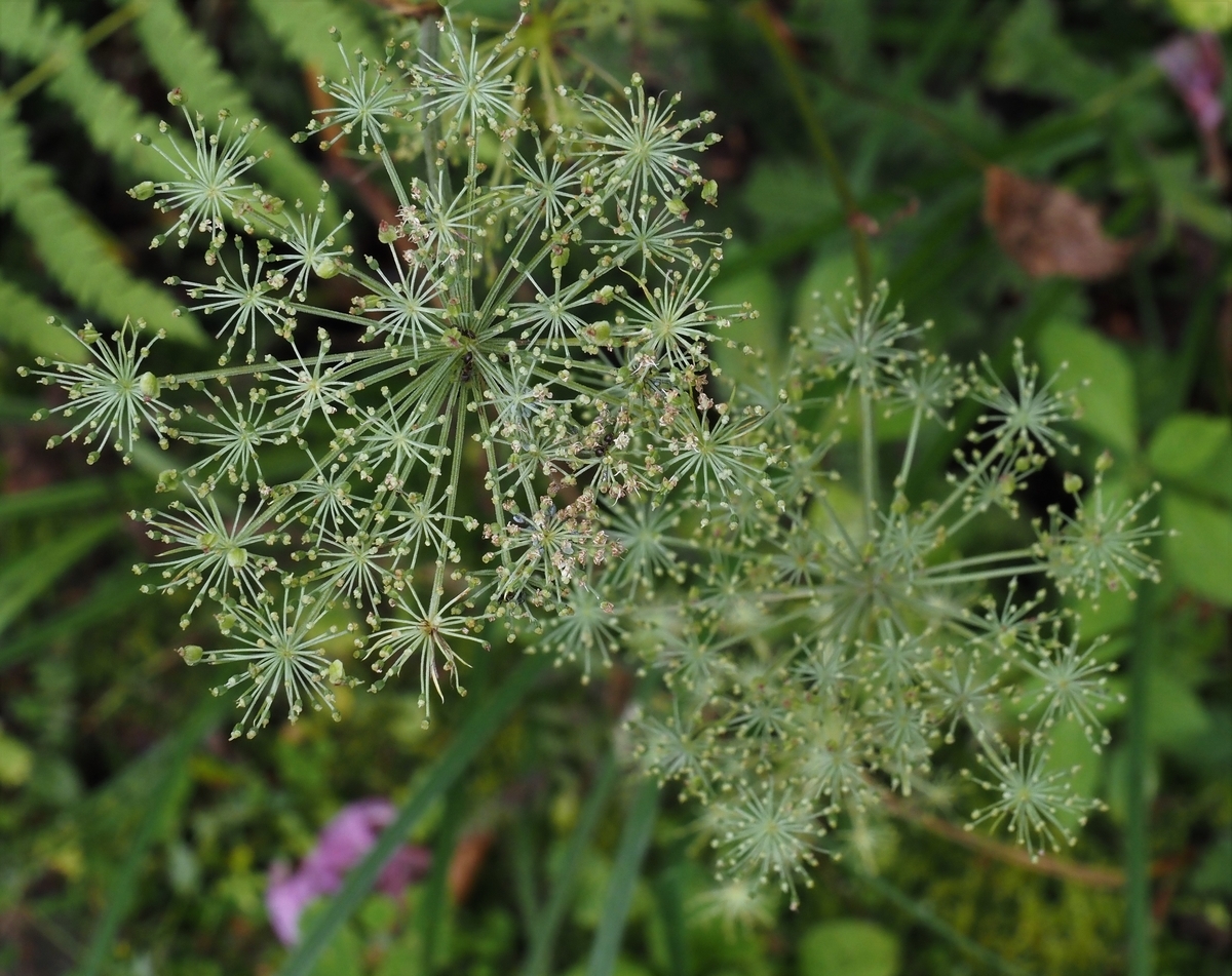 f:id:pft78526:20200919211652j:plain