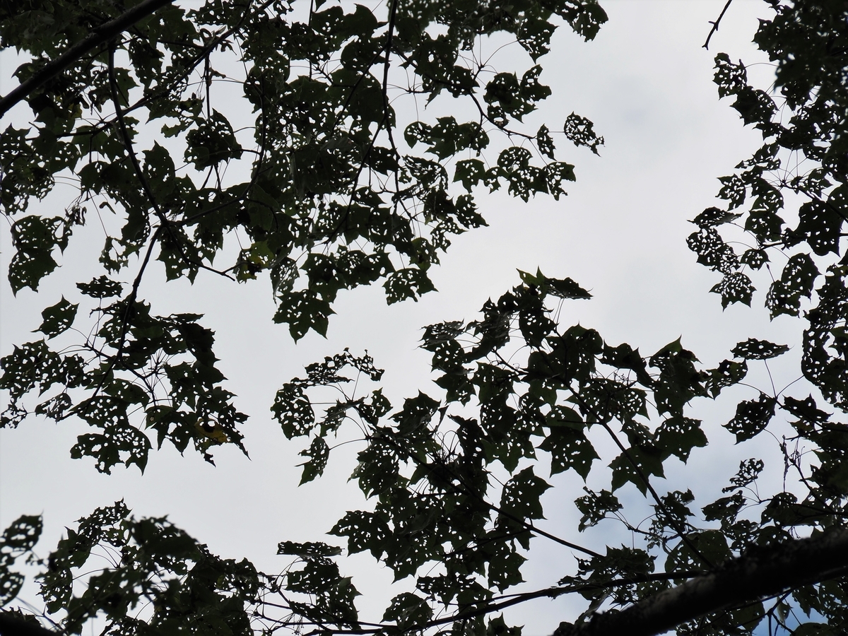 f:id:pft78526:20200919211950j:plain