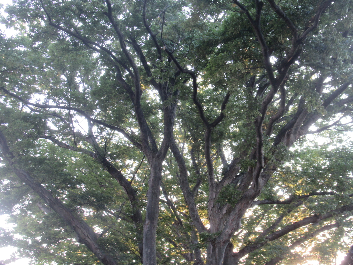 f:id:pft78526:20200923194228j:plain