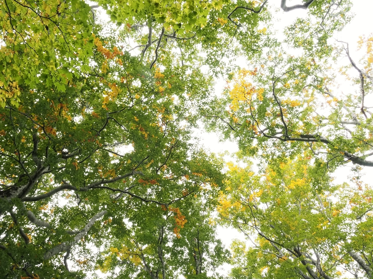 f:id:pft78526:20201010081038j:plain