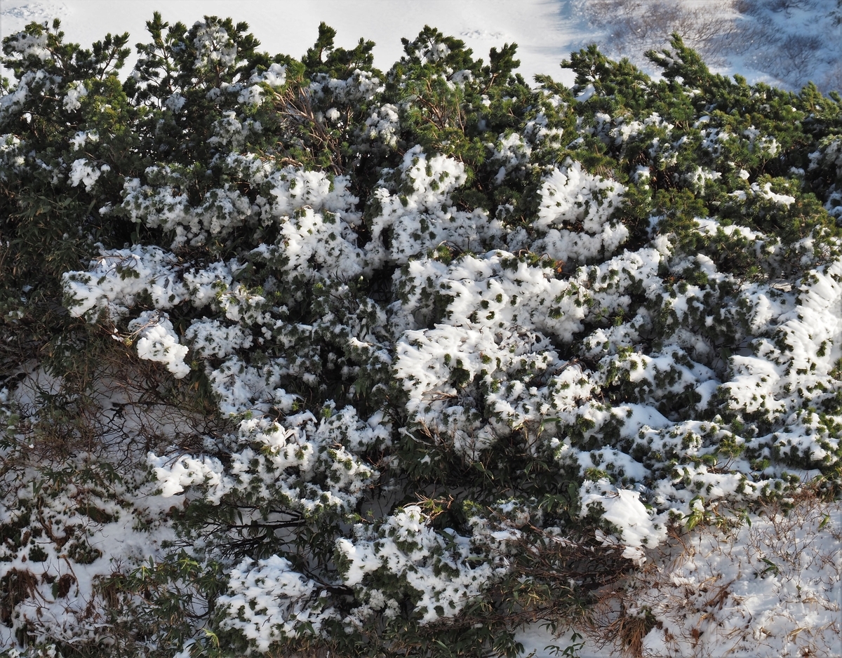 f:id:pft78526:20201105201749j:plain