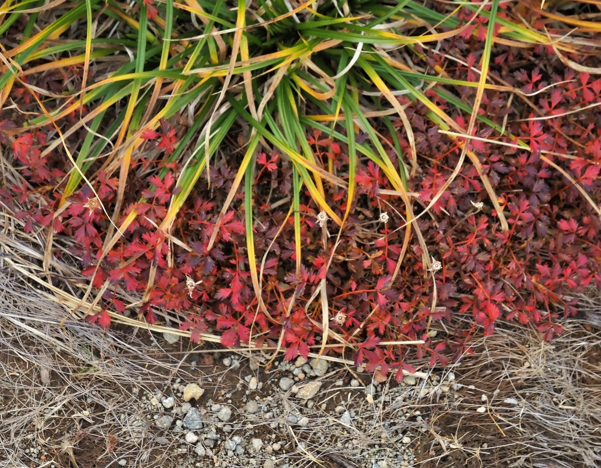 f:id:pft78526:20201112162105j:plain