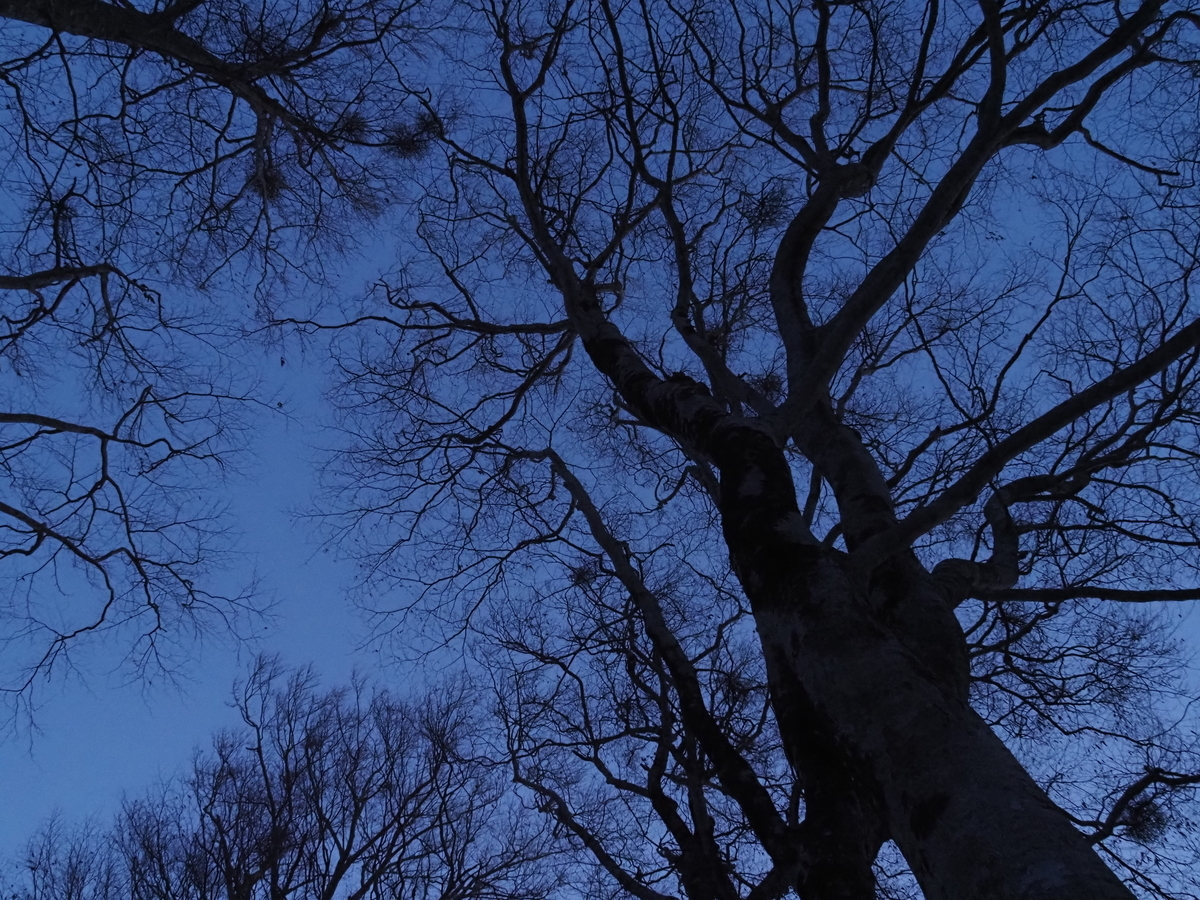 f:id:pft78526:20201116214243j:plain
