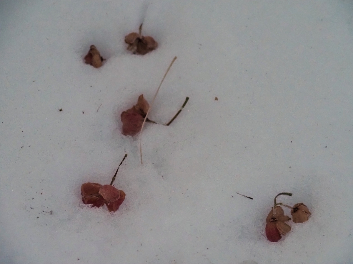 f:id:pft78526:20201116215106j:plain