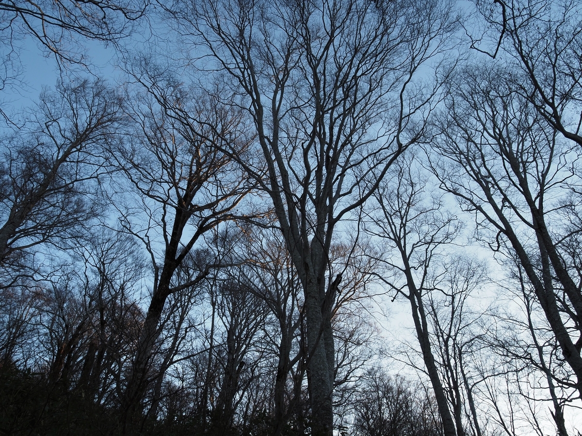 f:id:pft78526:20201117061702j:plain
