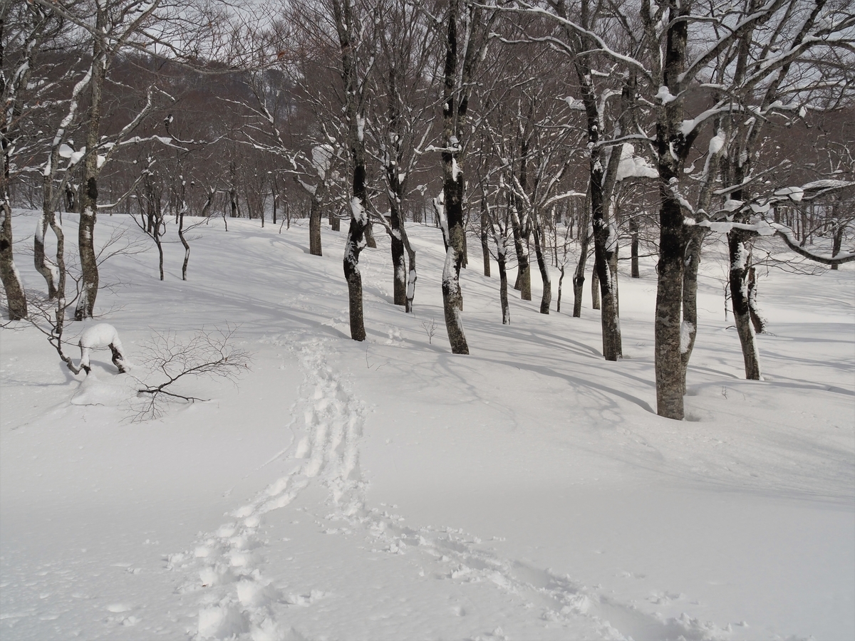 f:id:pft78526:20210207173035j:plain