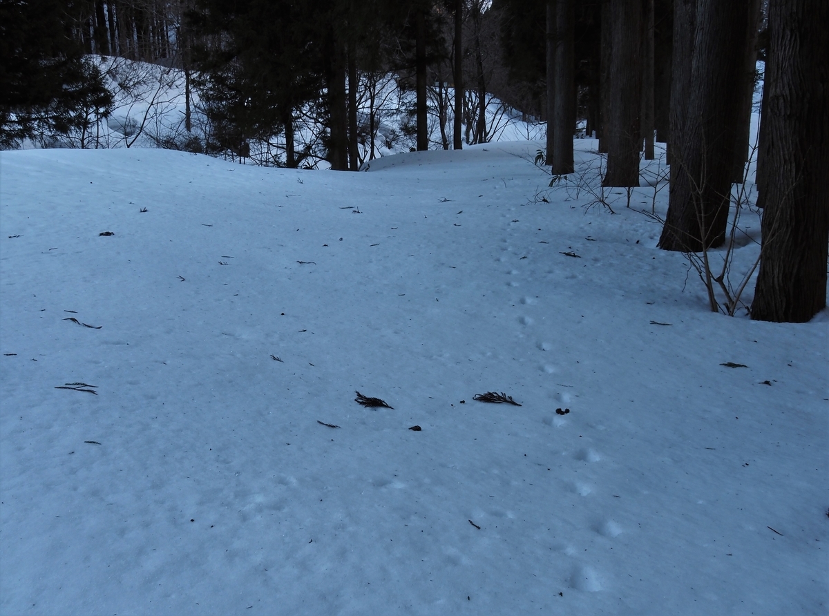 f:id:pft78526:20210213200805j:plain