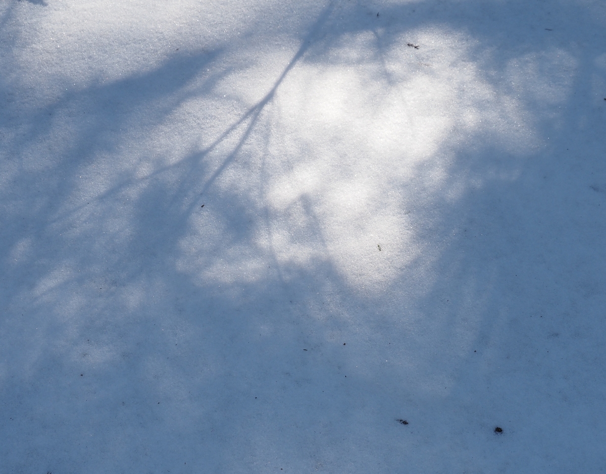 f:id:pft78526:20210311211919j:plain