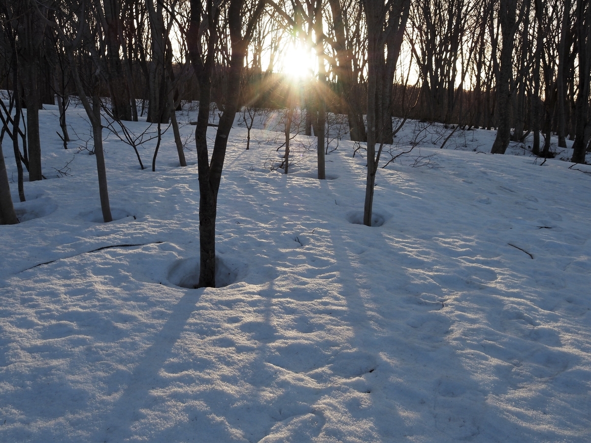 f:id:pft78526:20210322193944j:plain