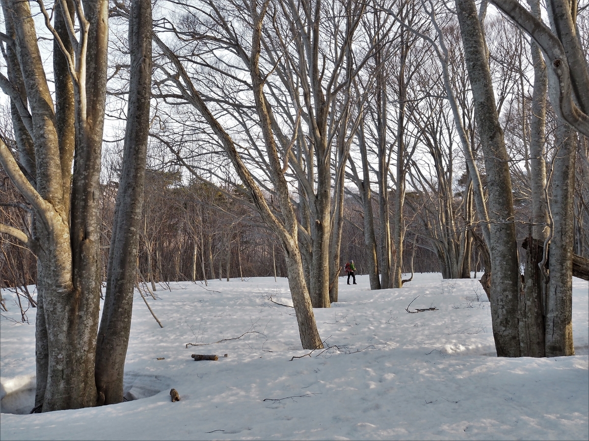 f:id:pft78526:20210322195722j:plain