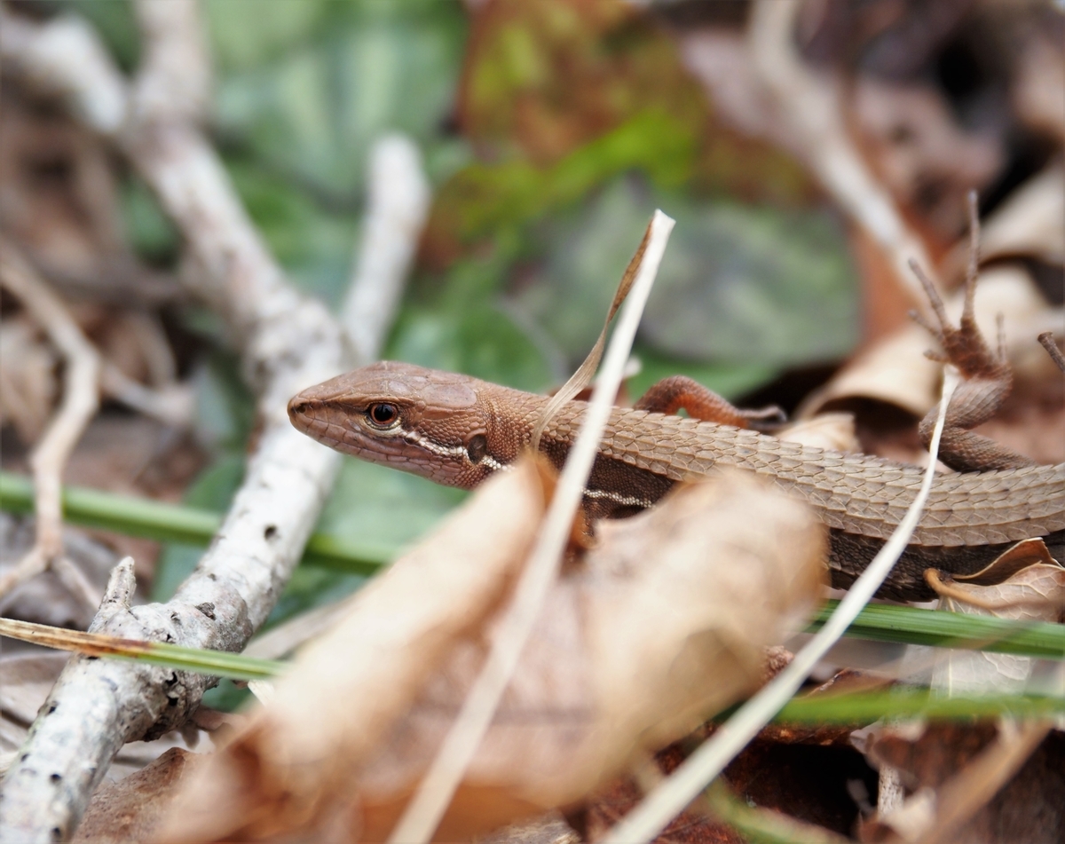 f:id:pft78526:20210330154757j:plain