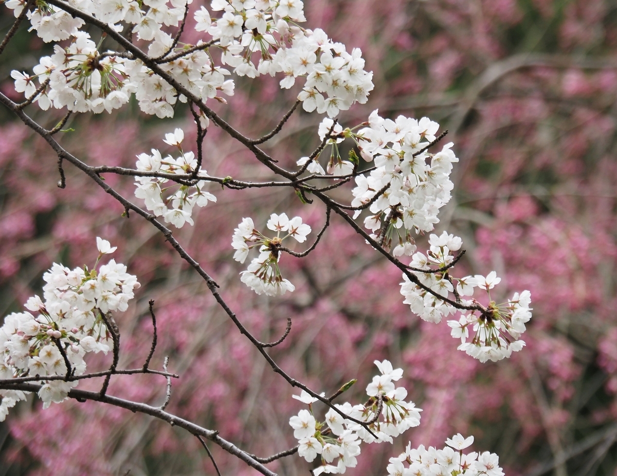 f:id:pft78526:20210407184334j:plain