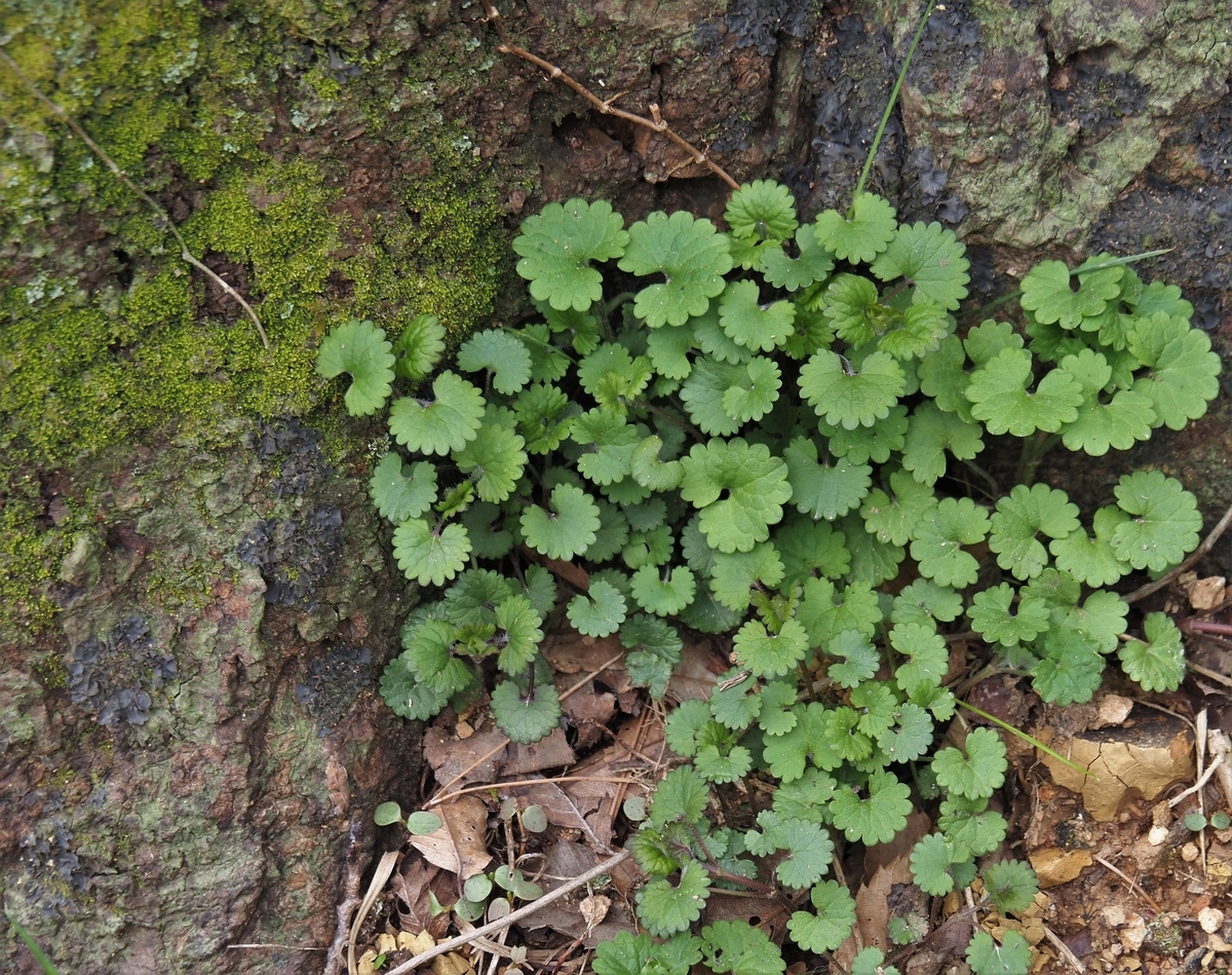 f:id:pft78526:20210407184417j:plain