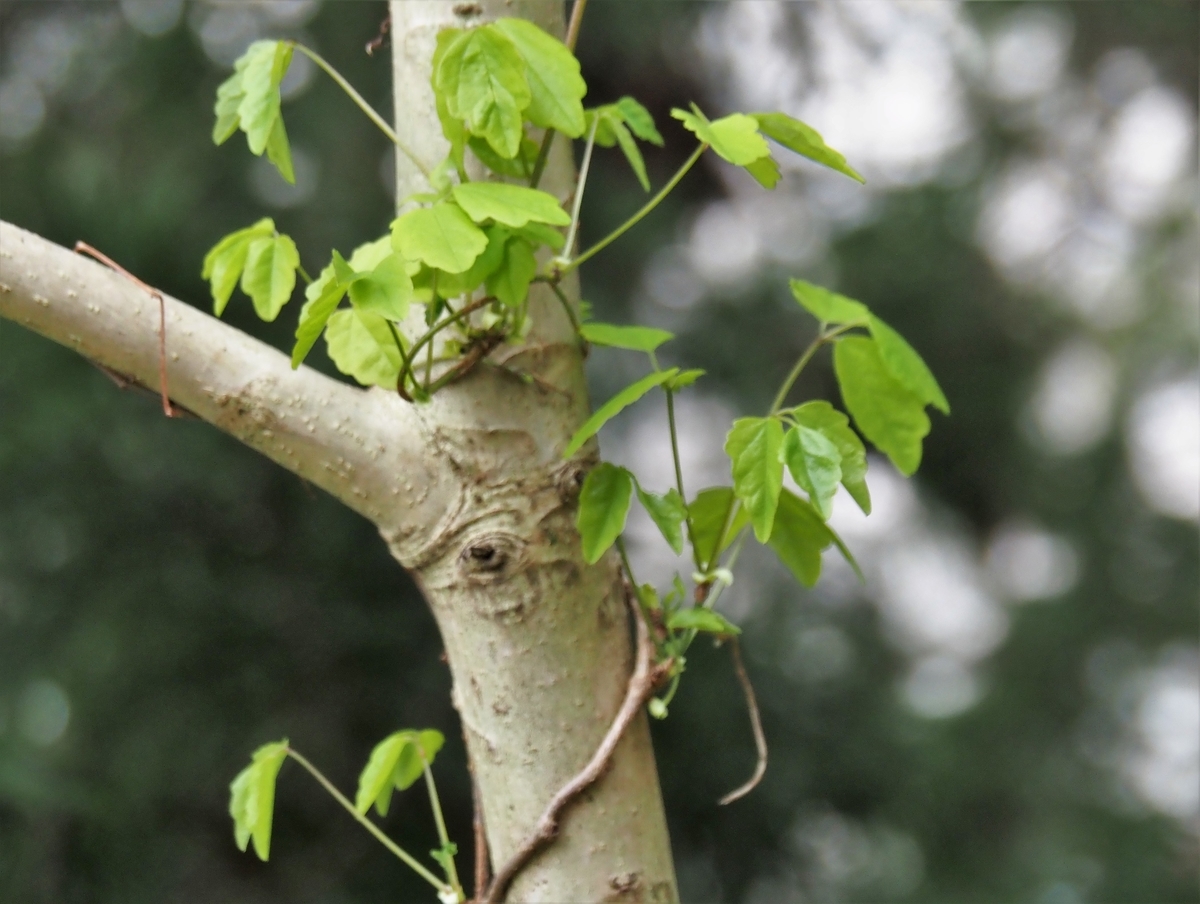 f:id:pft78526:20210407184515j:plain