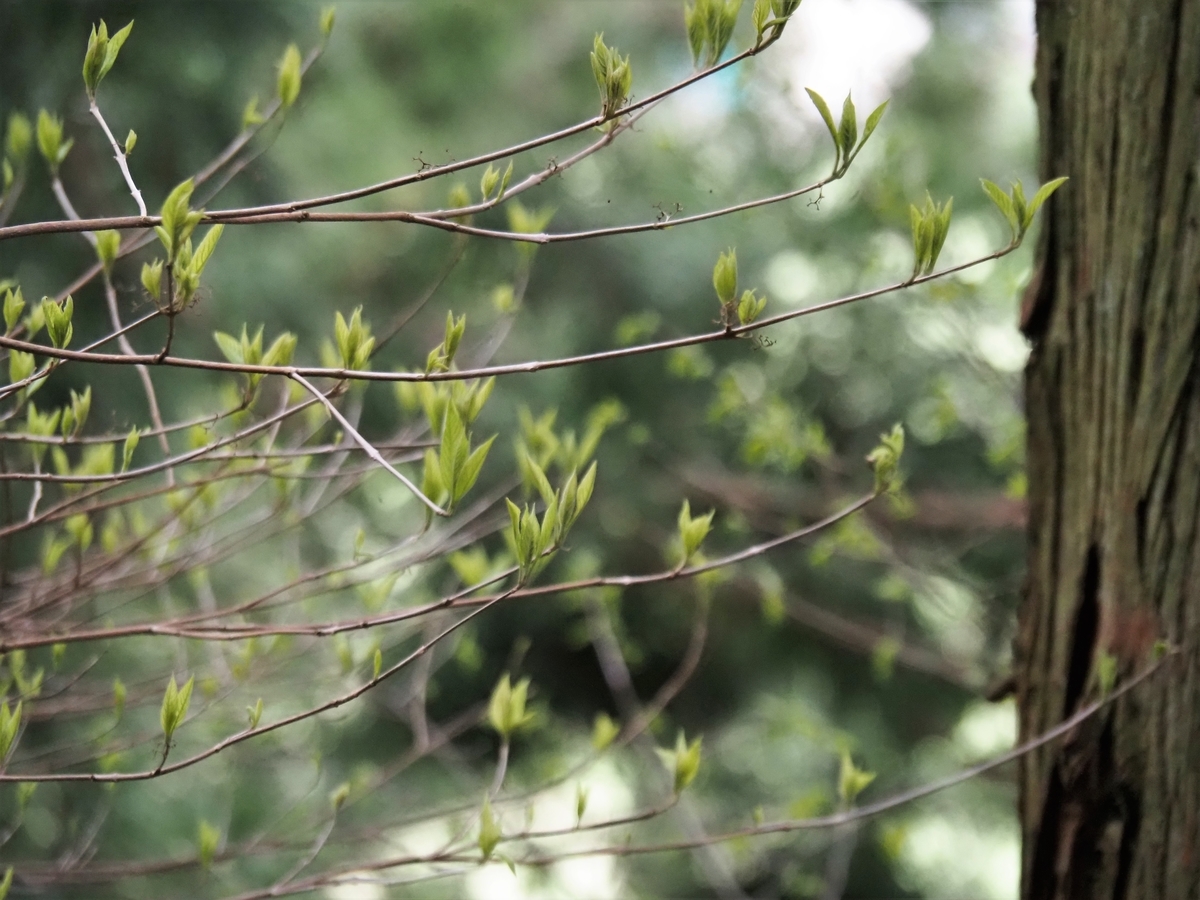 f:id:pft78526:20210407184559j:plain