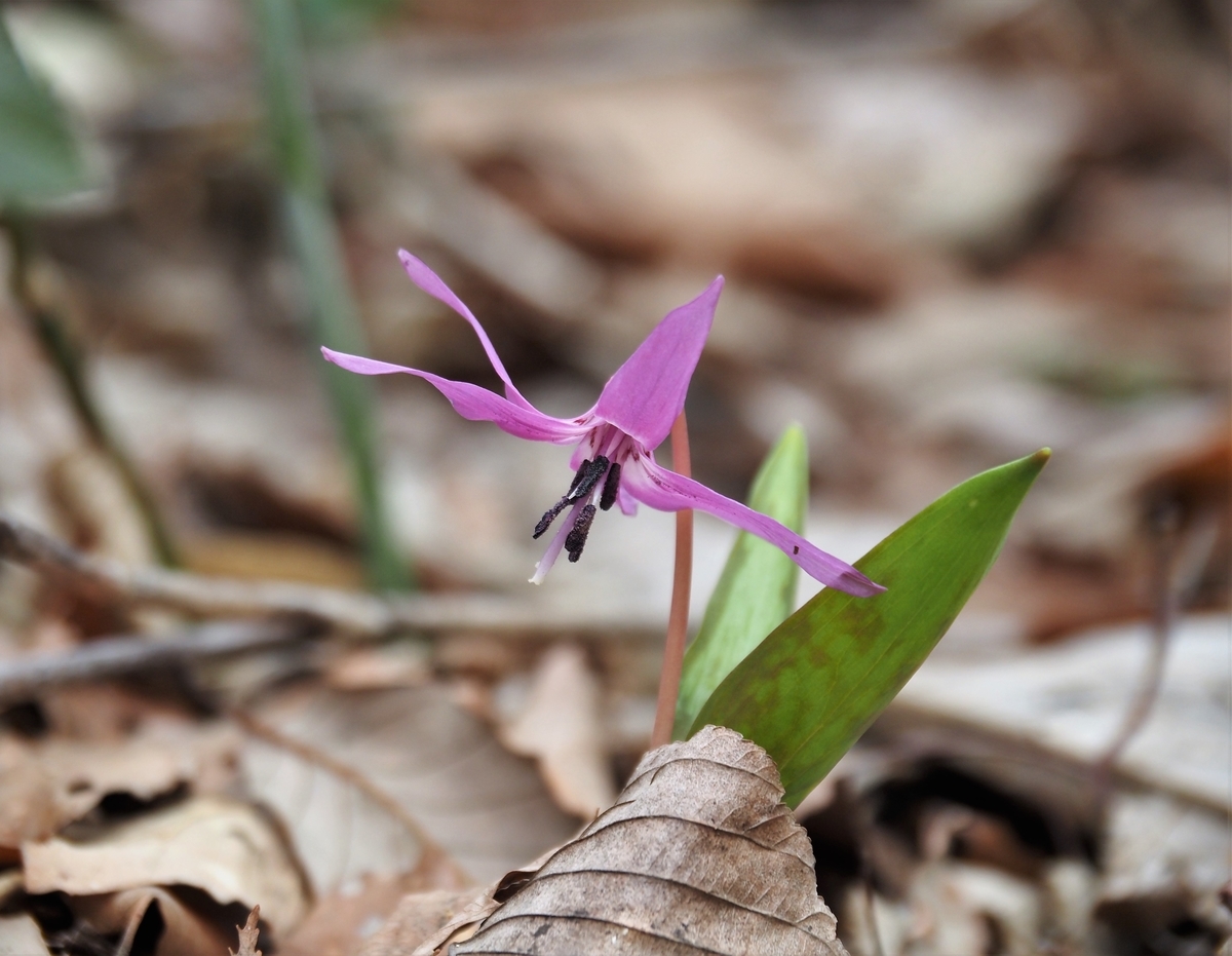 f:id:pft78526:20210407193048j:plain