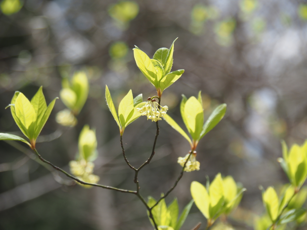 f:id:pft78526:20210407193149j:plain