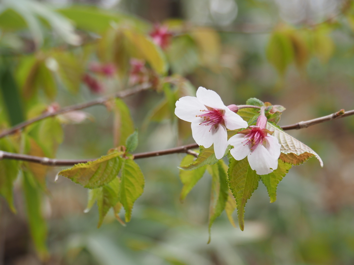 f:id:pft78526:20210407213124j:plain