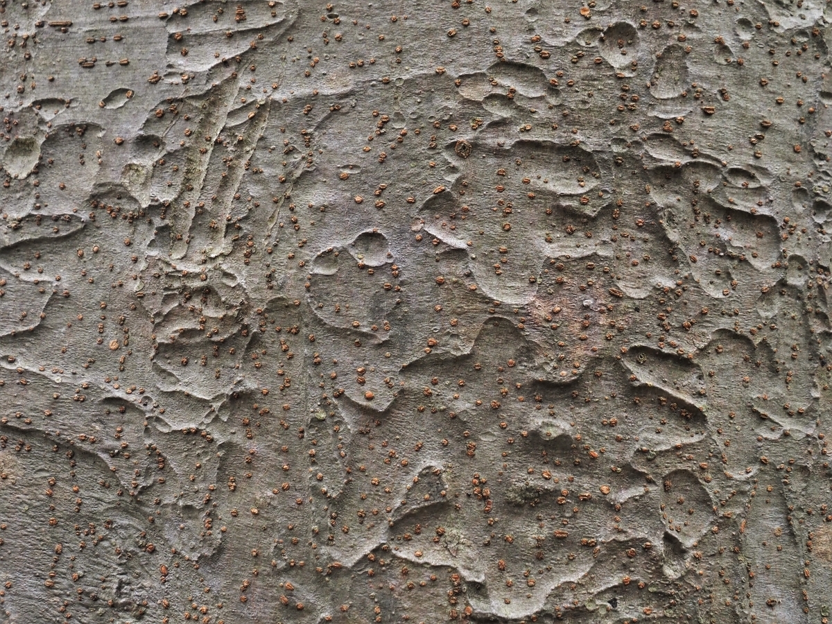 f:id:pft78526:20210407214121j:plain