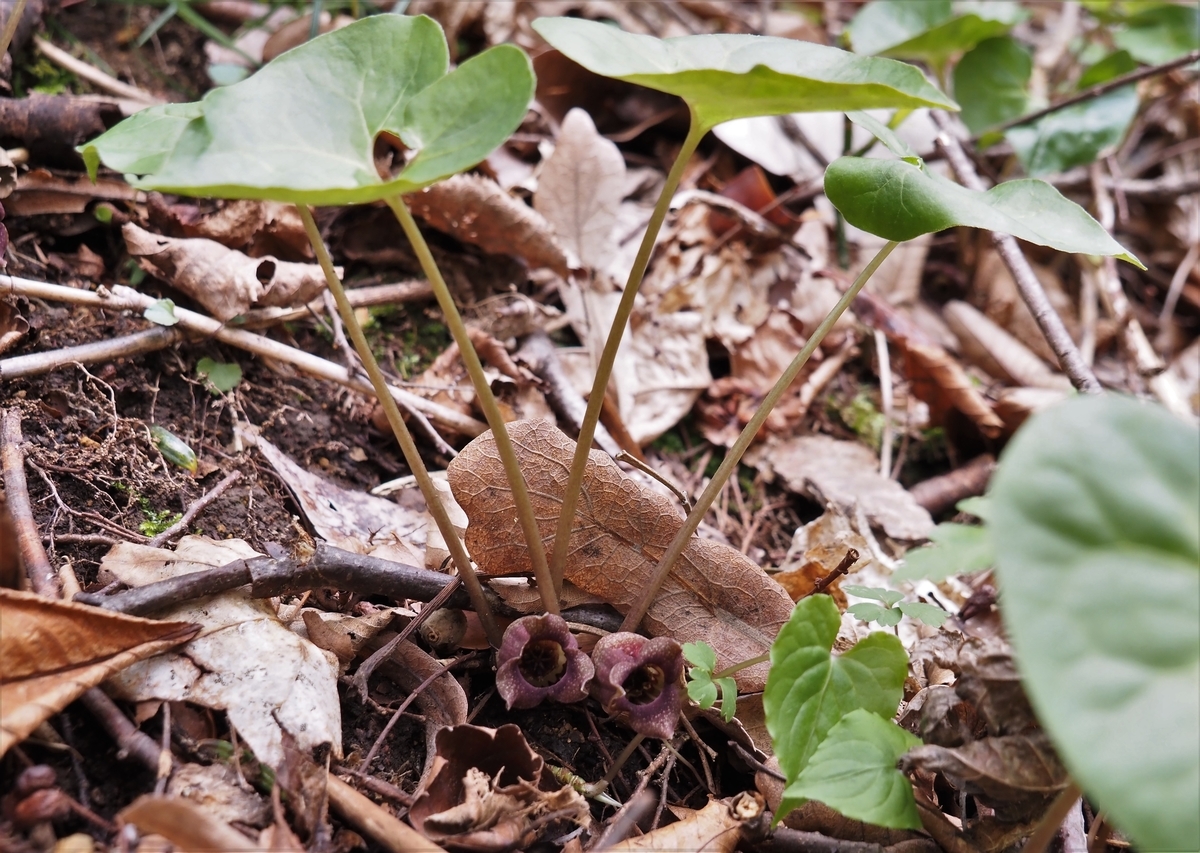 f:id:pft78526:20210407214812j:plain