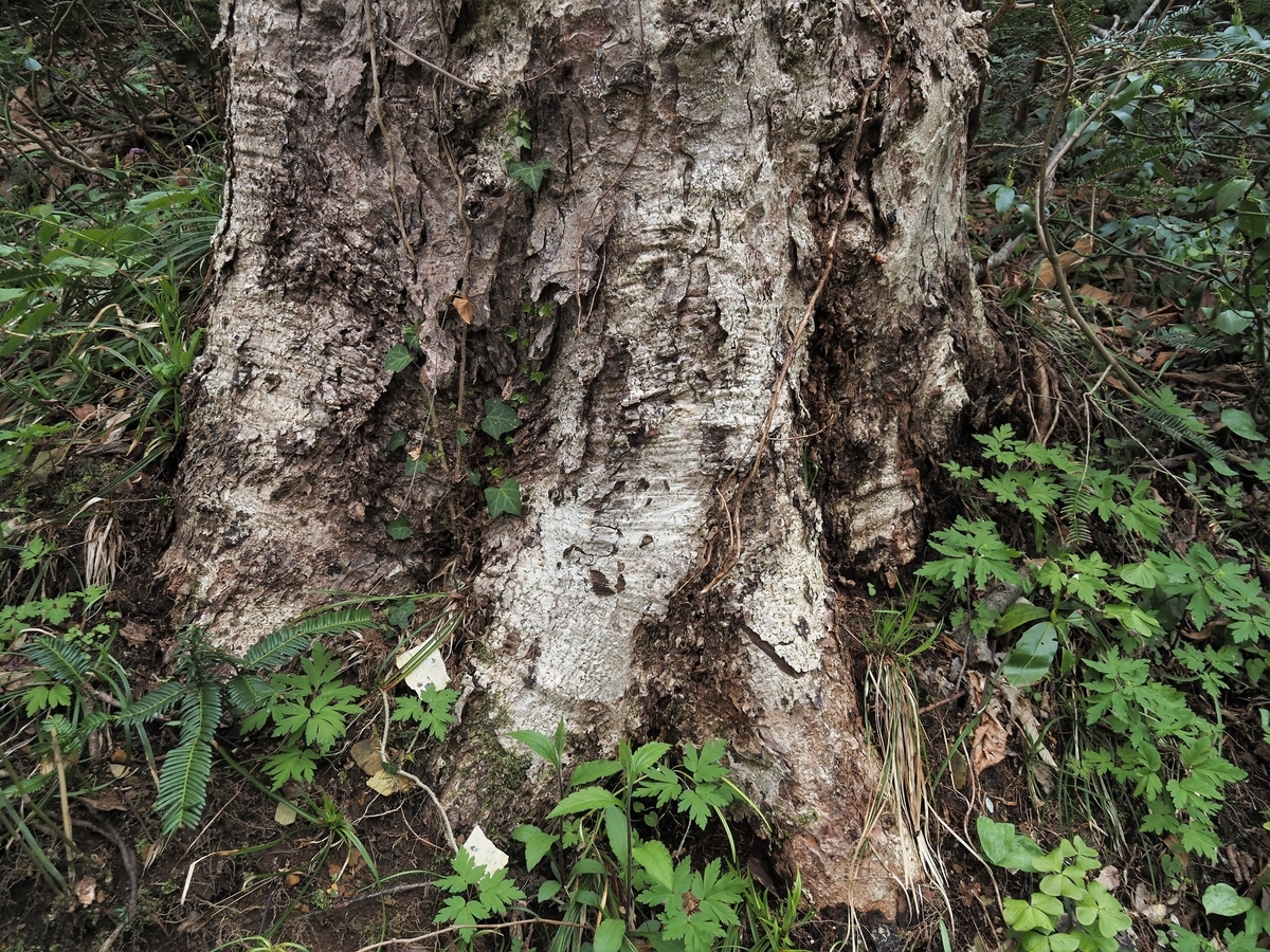 f:id:pft78526:20210407215711j:plain