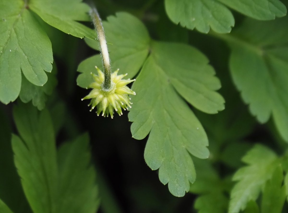 f:id:pft78526:20210407220143j:plain