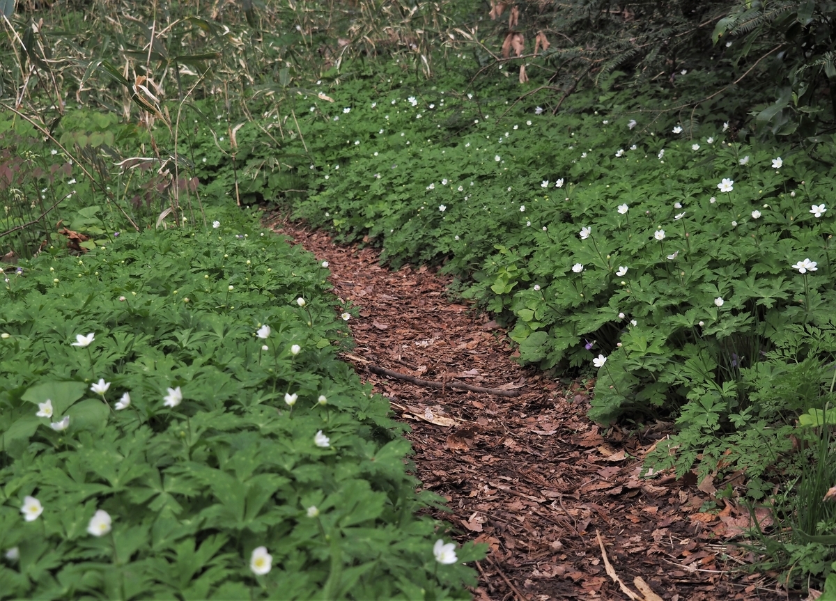 f:id:pft78526:20210407220358j:plain