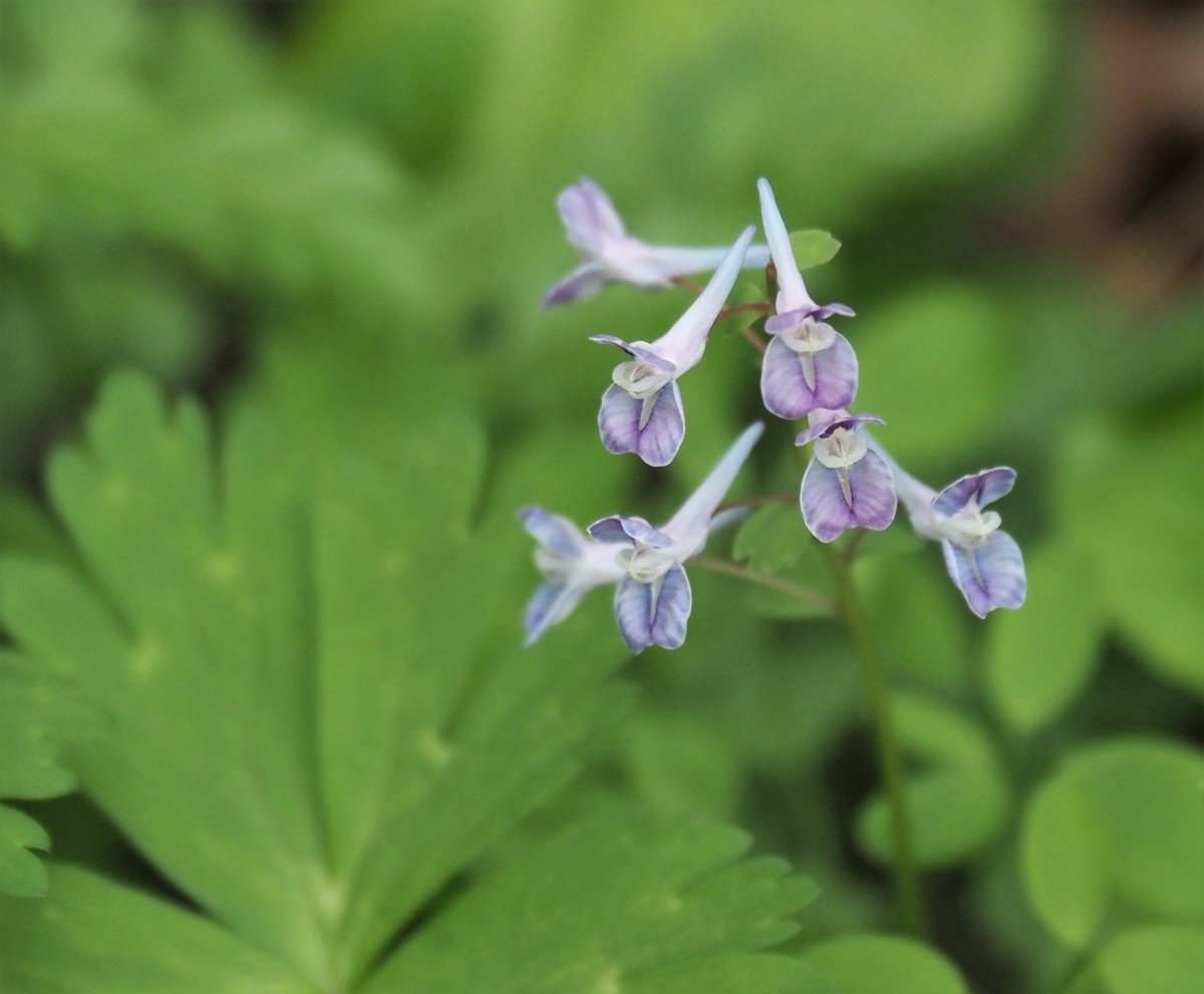 f:id:pft78526:20210407220622j:plain