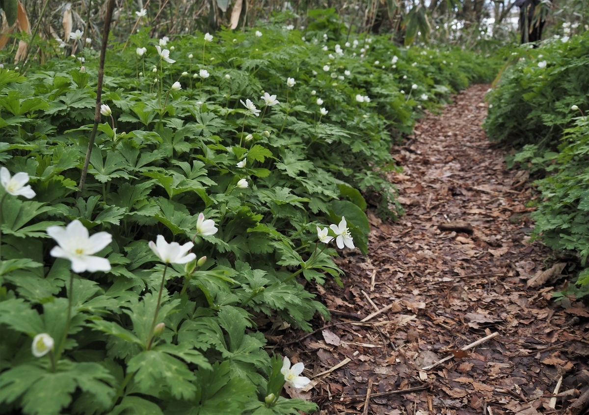 f:id:pft78526:20210407220732j:plain