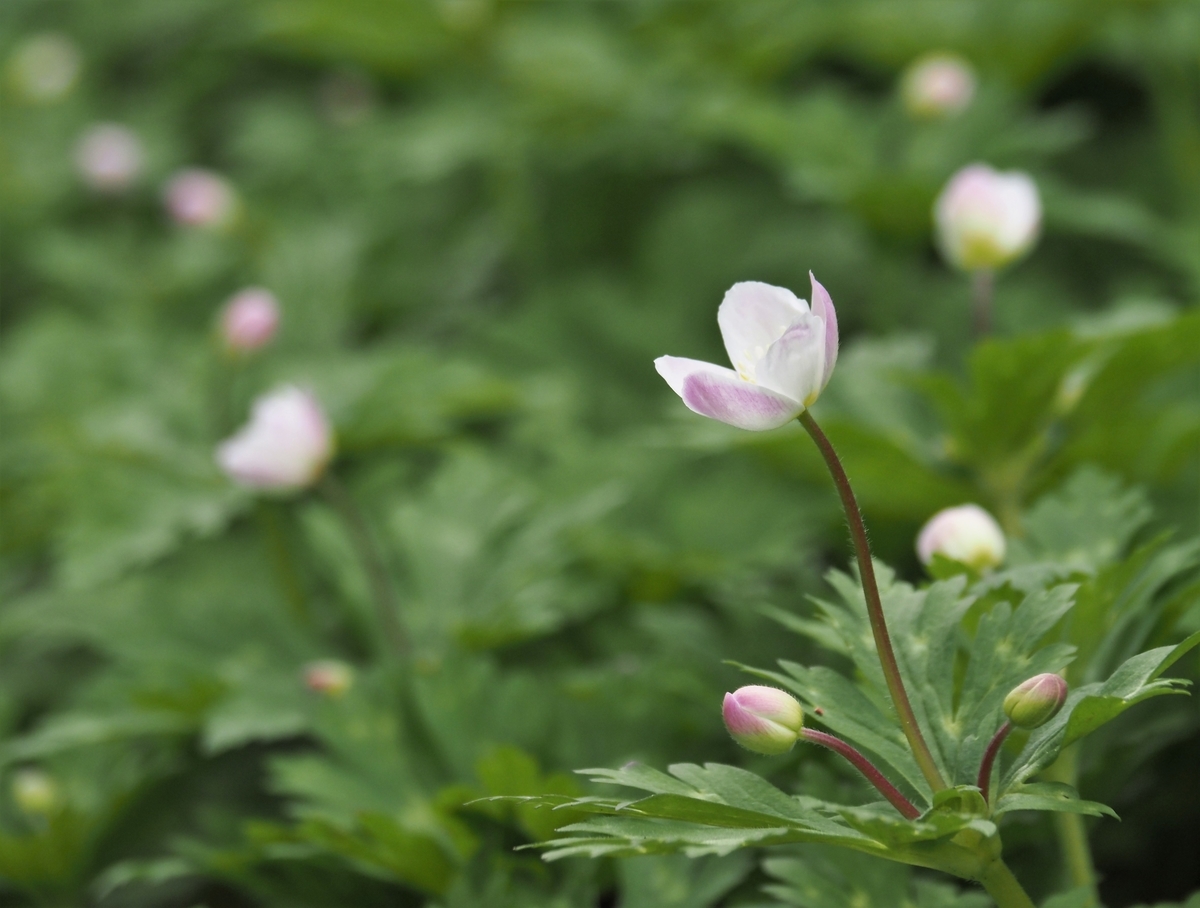 f:id:pft78526:20210408134815j:plain