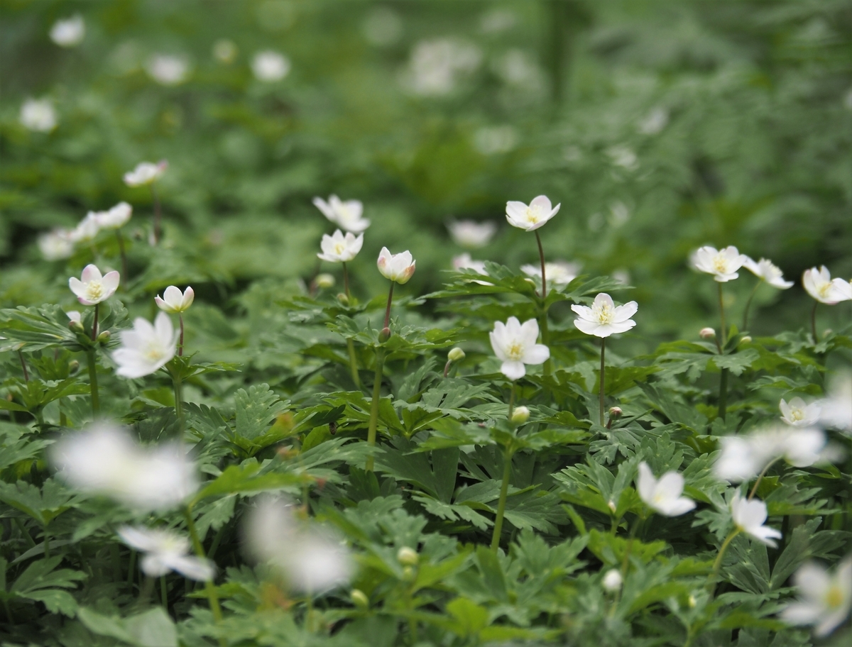 f:id:pft78526:20210408135200j:plain