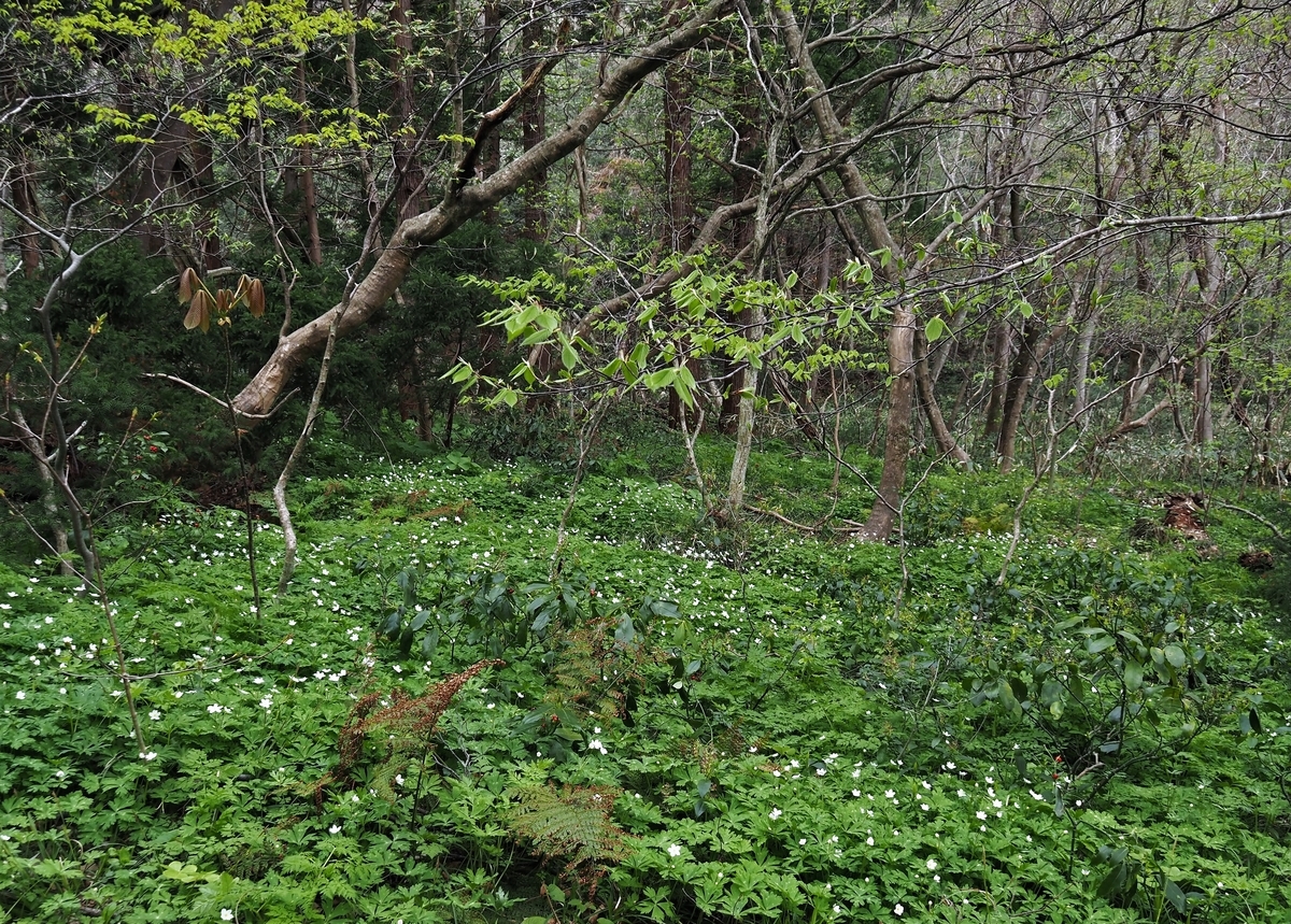 f:id:pft78526:20210408135323j:plain