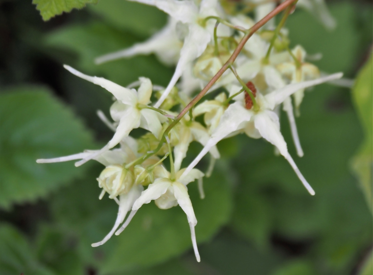 f:id:pft78526:20210418155859j:plain