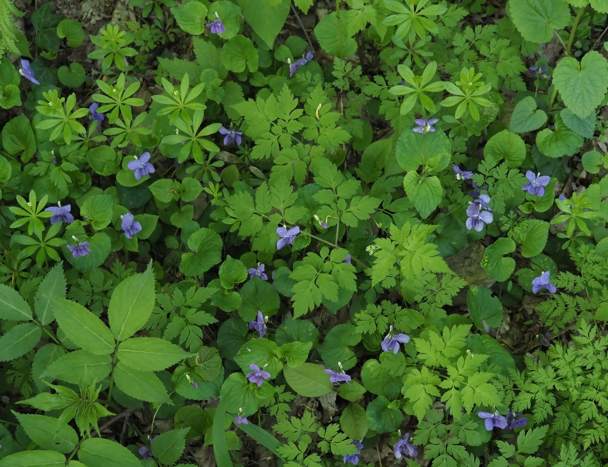 f:id:pft78526:20210425073158j:plain