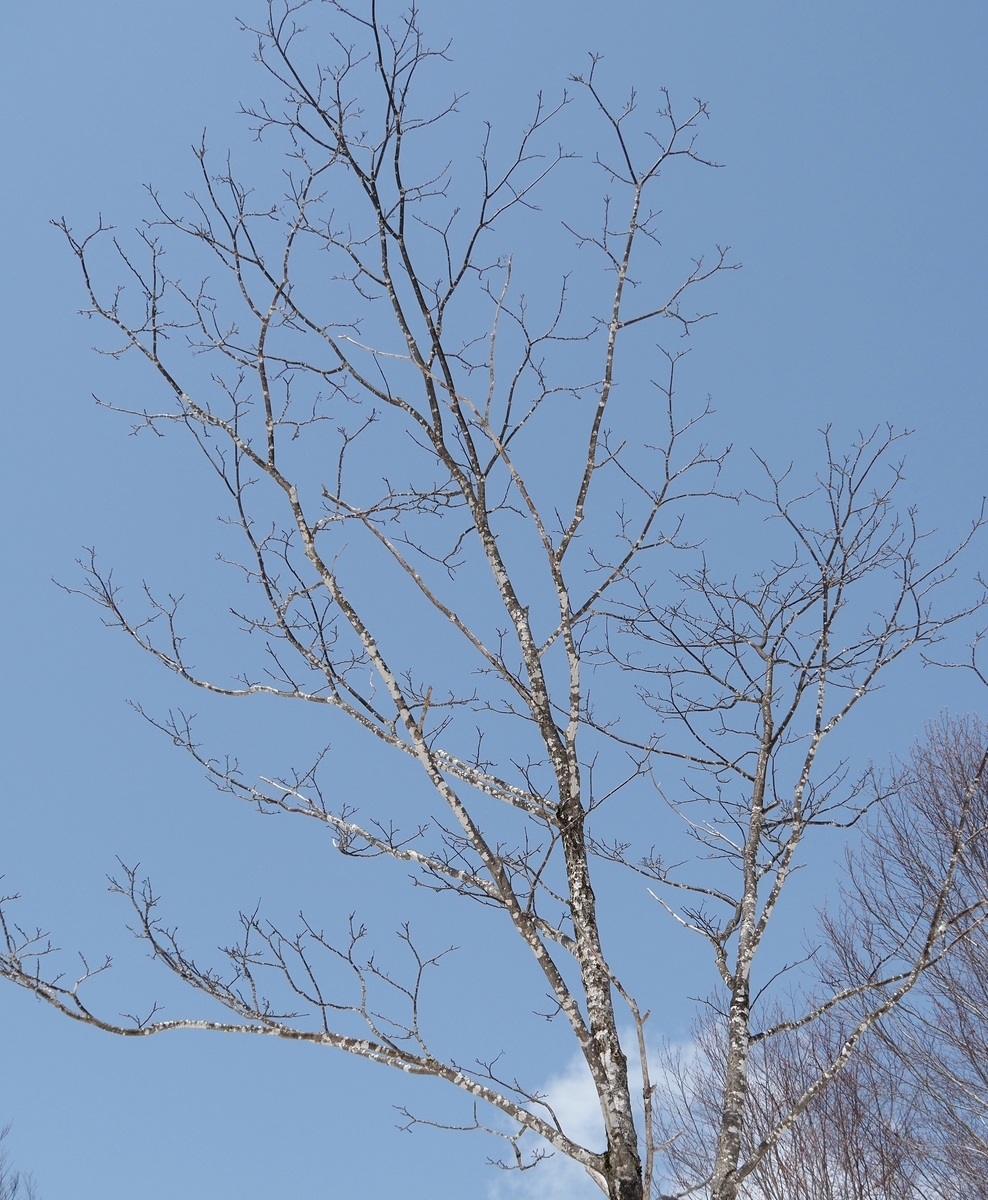 f:id:pft78526:20210508185535j:plain