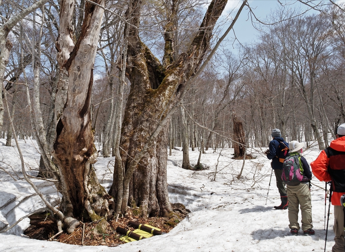 f:id:pft78526:20210509092014j:plain