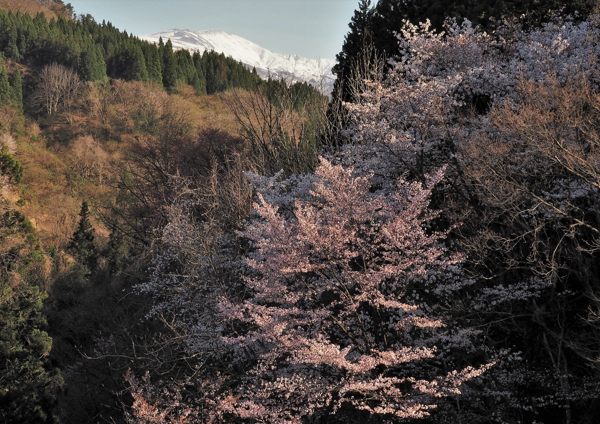 f:id:pft78526:20210510203911j:plain