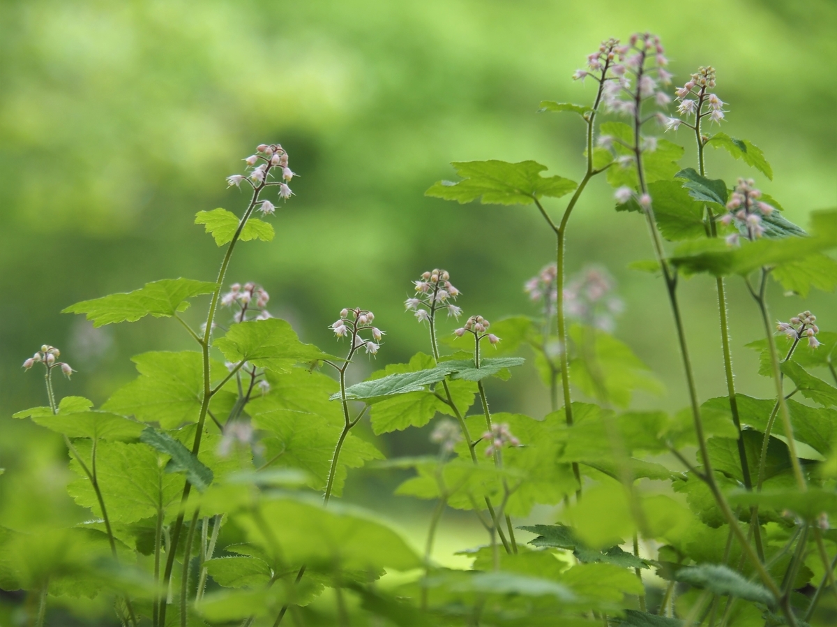 f:id:pft78526:20210523162414j:plain