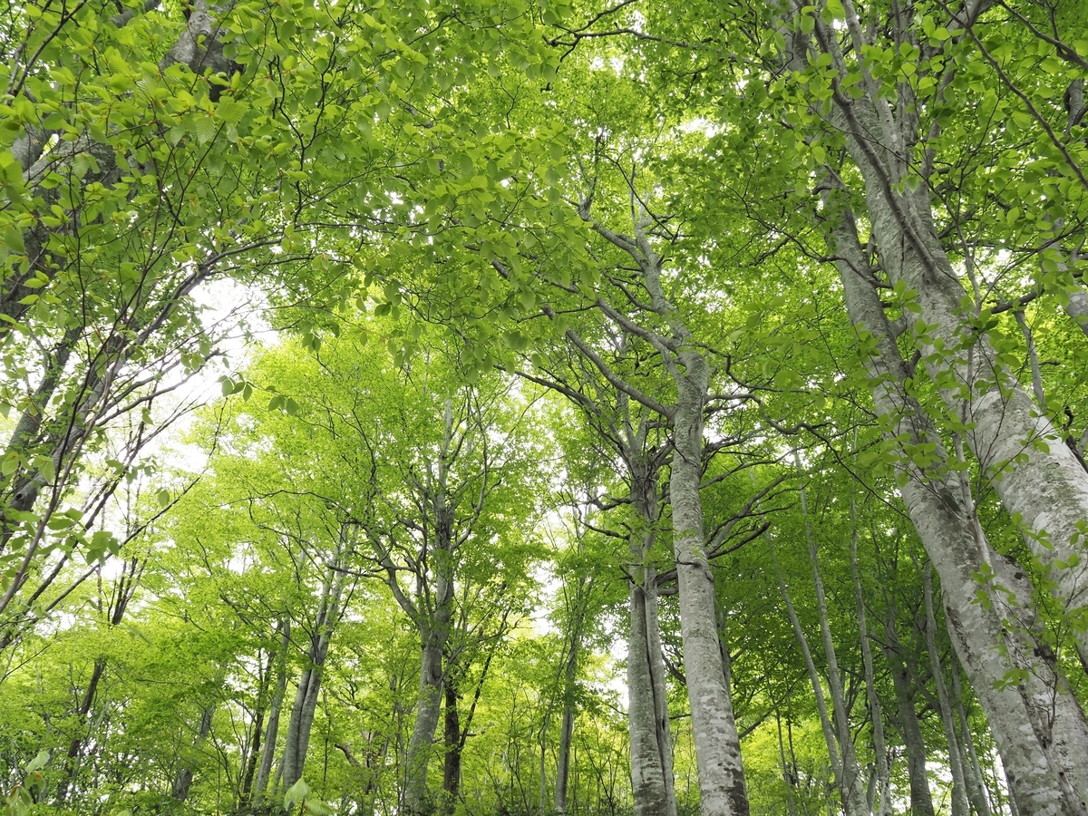 f:id:pft78526:20210528203158j:plain