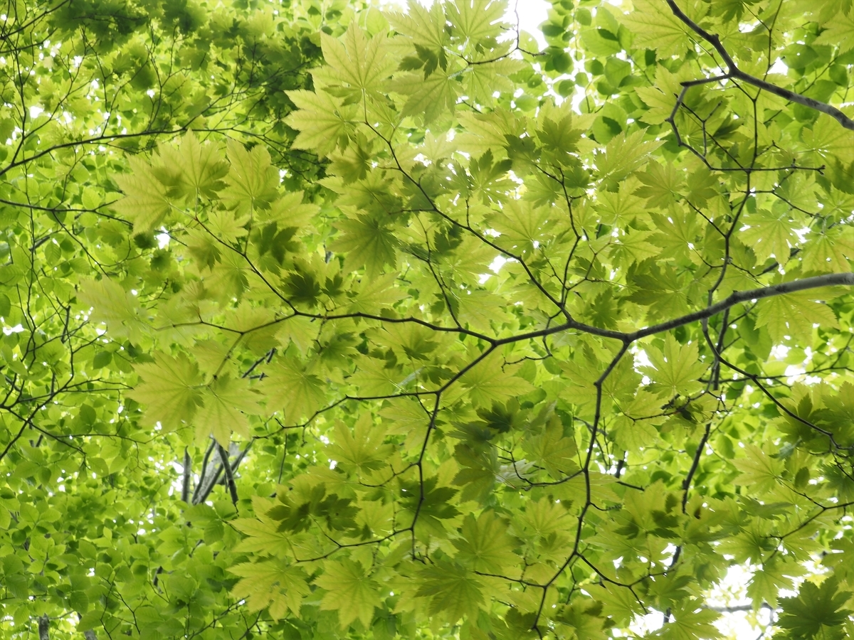 f:id:pft78526:20210528211258j:plain