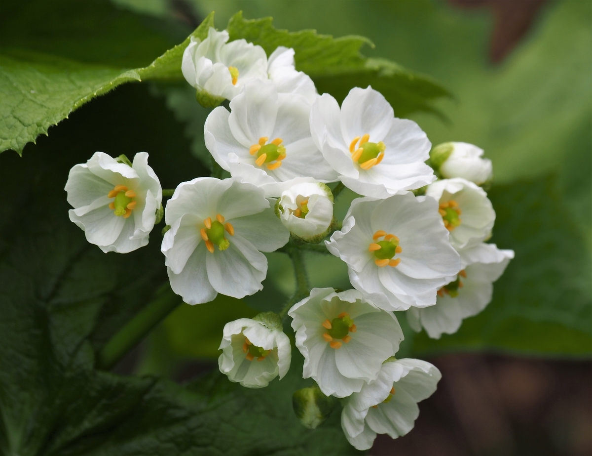 f:id:pft78526:20210612152826j:plain