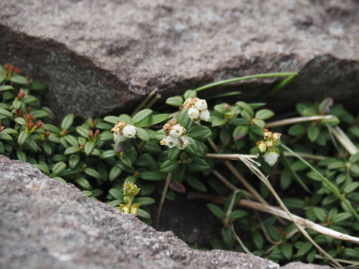 f:id:pft78526:20210613195222j:plain